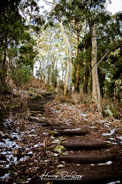 Walk to the Pinnacle