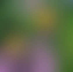 Spring Is Almost Here — Order Your Flowers from the WTGC Spring Sale