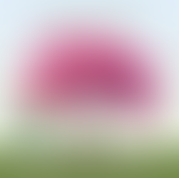 Free Redbud Trees for Arbor Day in Ewing