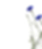 Cornflower Background.jpg