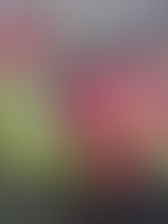 A Wonderful Weekend at the 2026 Deep Cut Orchid Show