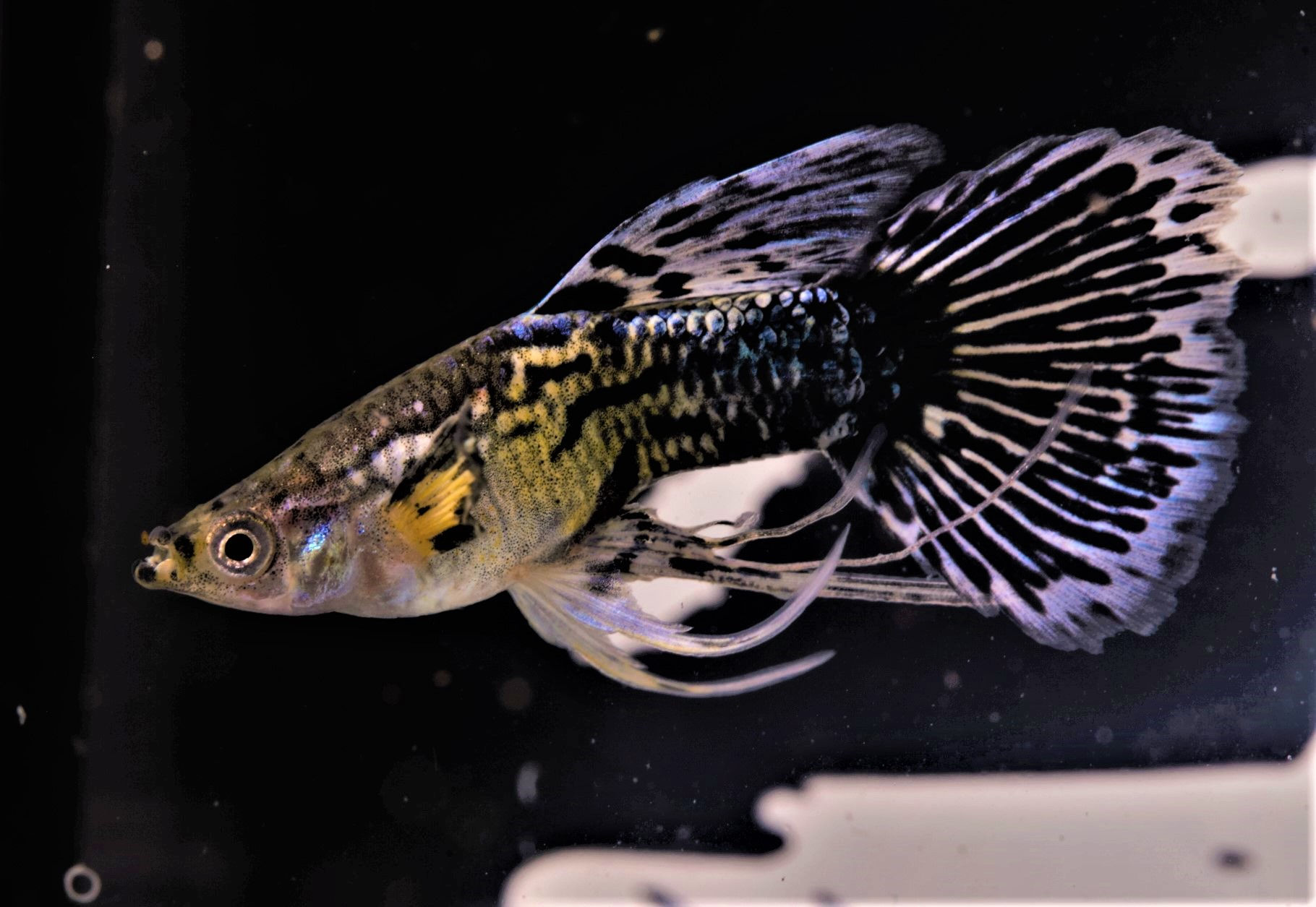 Blue Dragon Ribbion