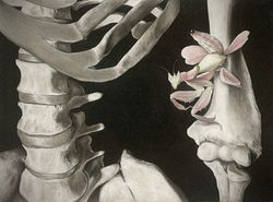 "Orchid Mantis on Skeleton", Allison S. C., 2022