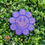 Thumbnail: Happy Face Flower Freshie 