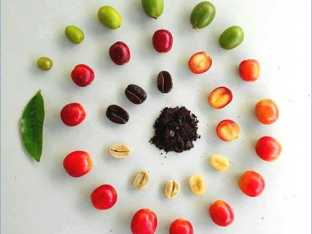Colombia Coffee : Quality Coffee