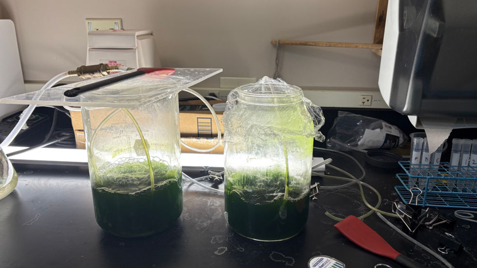 National Science Foundation I-Corps