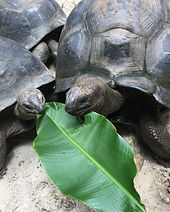 Riessenschildgröte Seychellen