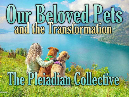 Our Beloved Pets and the Transformation - The Pleiadian Collective