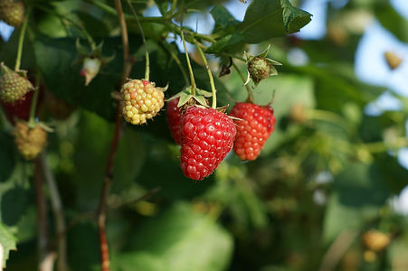 dobrybook-fruit-2813910_1920.jpg