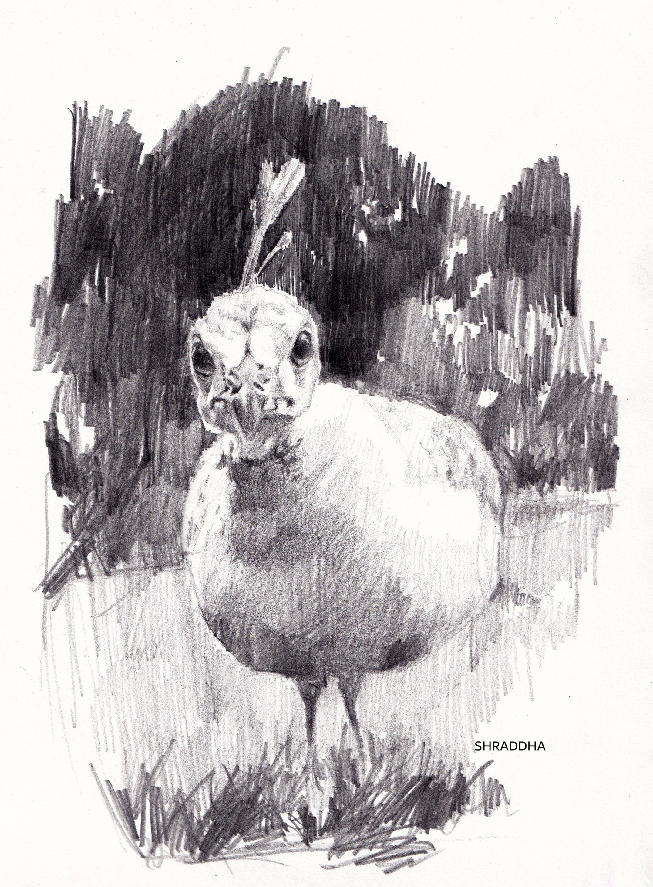 Peaking Peahen Sketch