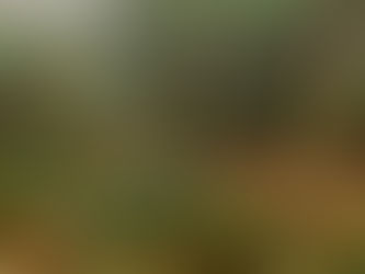 The Mysterious Jungle