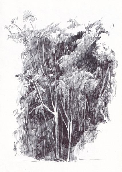 Trees in Disguise (Little Forest)