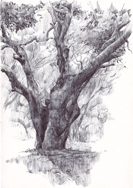 Trees in Disguise (Mango Tree)