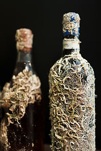 Wine of the Sea August 2.jpg