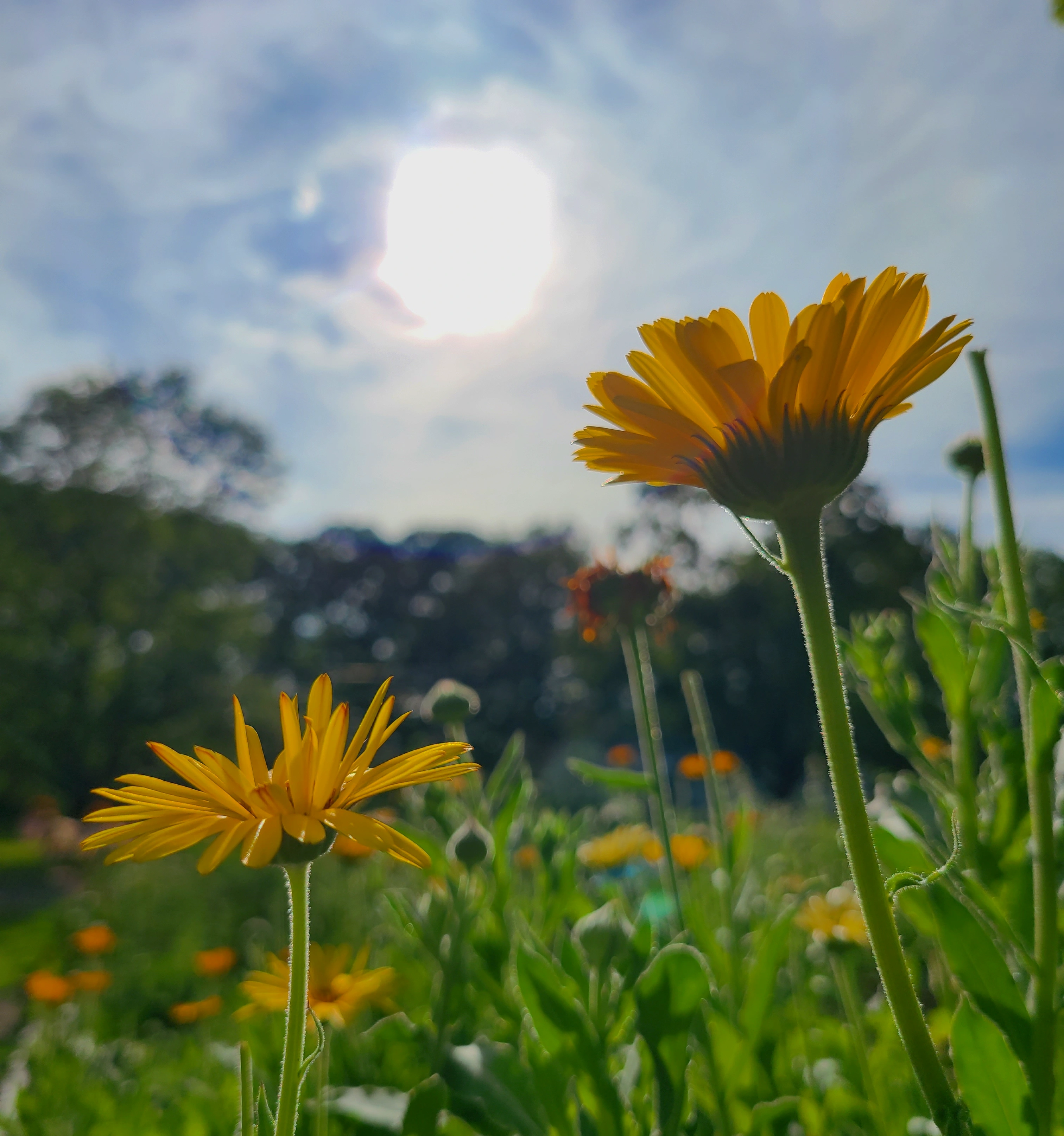 Calendula in the garden by Flora's Feast Botanicals