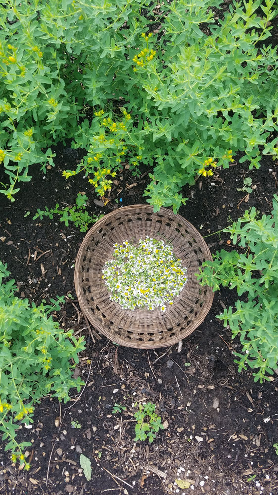 Adding Medicinal Herbs to your Garden