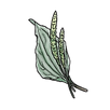 apothecary plantain.png