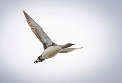 Red-Throated Loon (Gavia stellata)