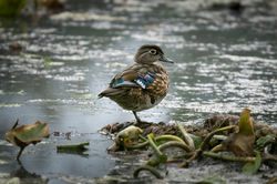 Wood Duck (Aix sponsa)