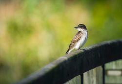 Eastern Phoebe (Sayornis phoebe)