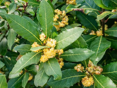 Bay Leaf: The Sacred Path of Release & Becoming