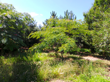 Albizia au port large et feuillage léger, ambiance tropicale.
