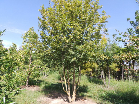 Érable champêtre au port buissonnant et feuillage vert clair.