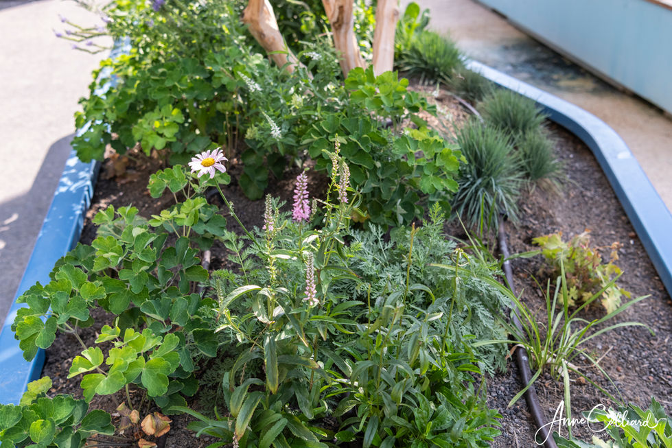 Détail de plantations résistantes à la sécheresse dans une jardinière urbaine sur le campus Energypolis.