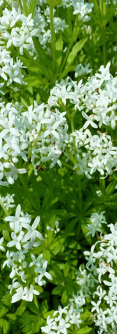 Plante couvre-sol idéale pour les zones ombragées, le Galium odoratum limite l’évaporation et structure le pied des arbres en bac. Il favorise des plantations plus résilientes et denses en milieu urbain.