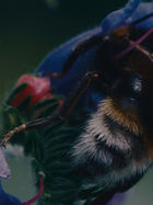 The Magician's Garden - "Simply Weird Film Fest"