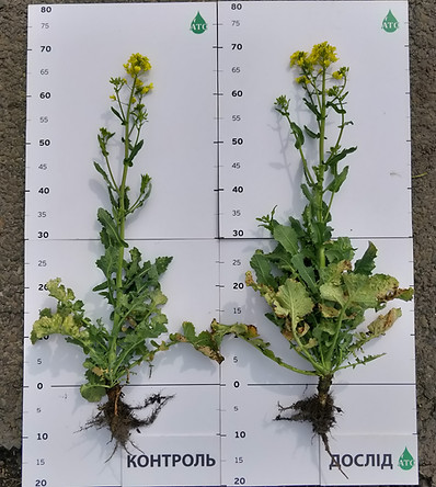 Ріпак антистрес ФГ Барбуляк.jpg