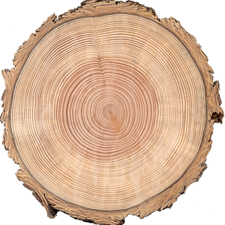 FREE Quotes on Tree Removal and Stump Grinding in Caboolture