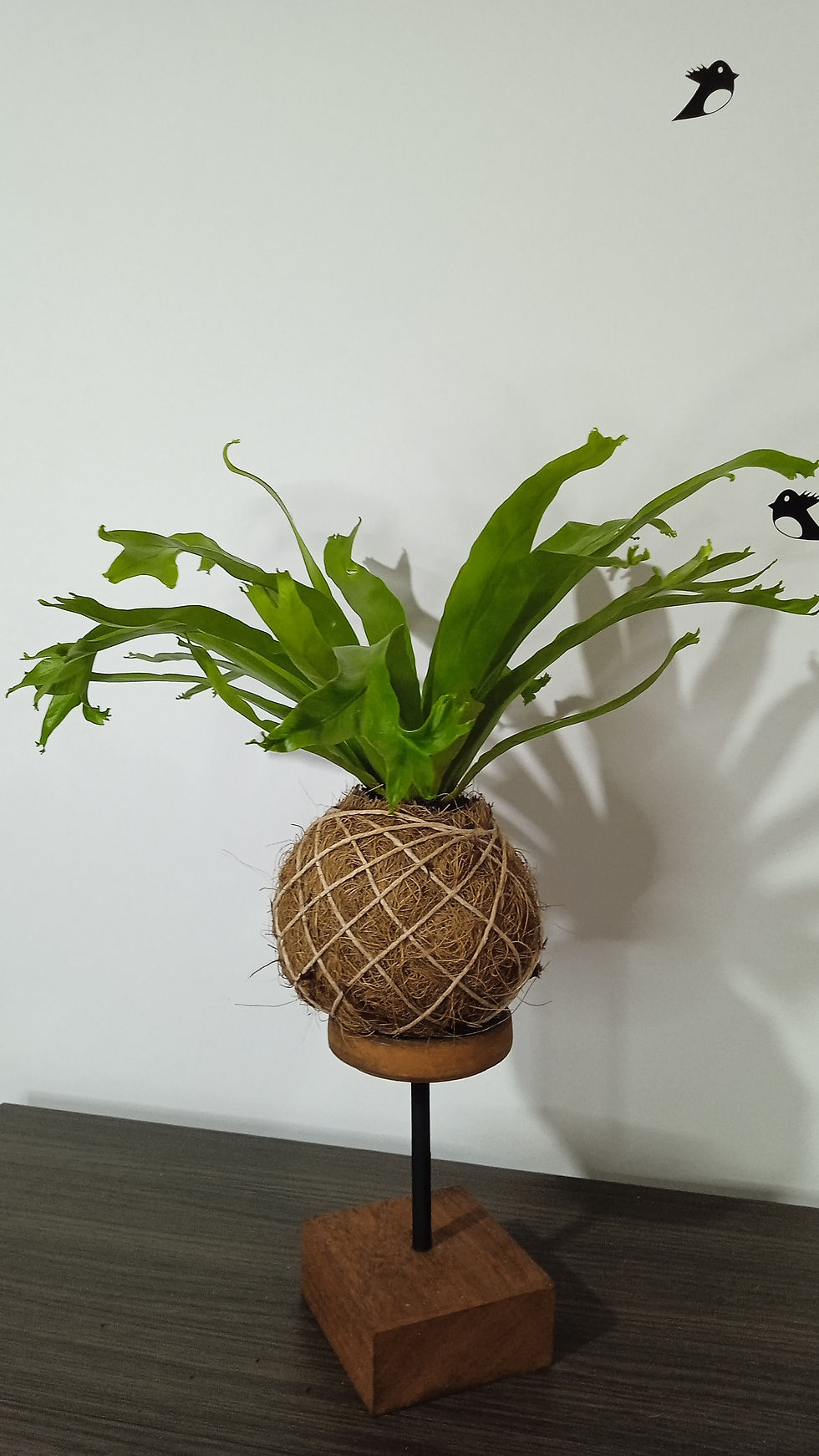 Samambaia Ninho de Passarinho