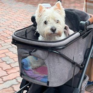 11/22/2025 Indian Wells Tennis Garden / Desert Paws Sanctuary Pet Adoption 