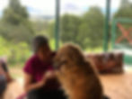 Masaje Canino