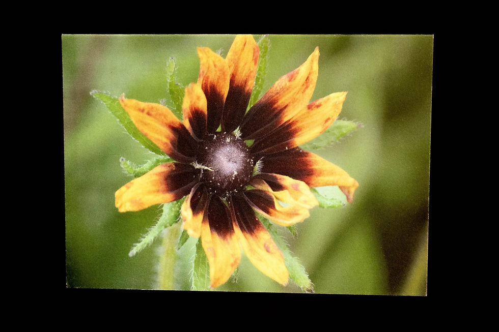 Thumbnail: A6 Flower Photography Recycled Greetings Card