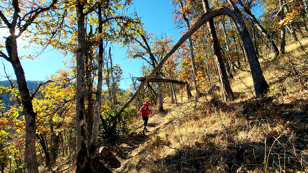 Two trees lodge together over the trail.