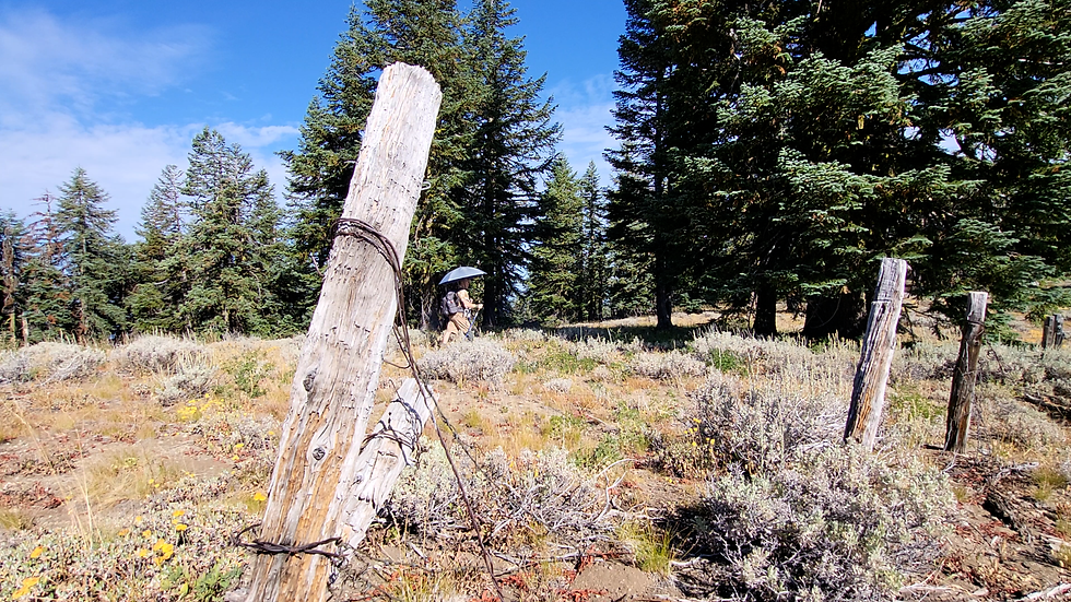 Old wooden fence posts with barbed wire on the trail to Wagner Butte