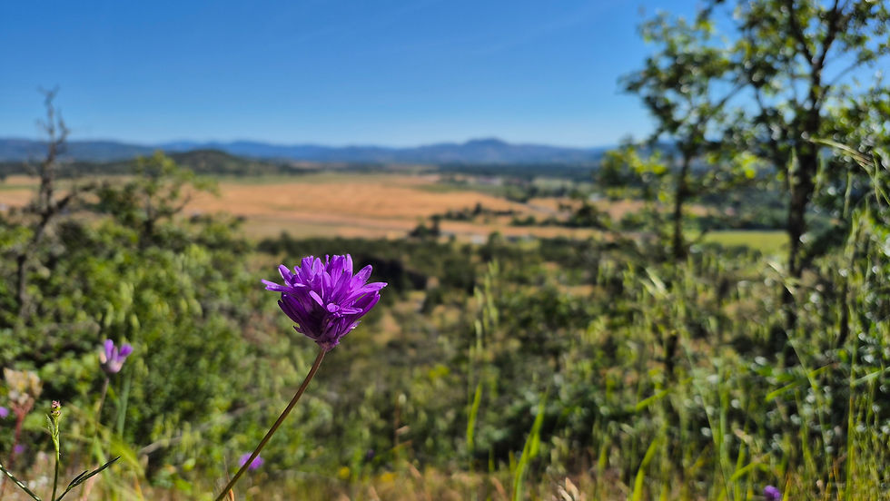 Small purple flower with farmlands and mountains in far distance behind it.