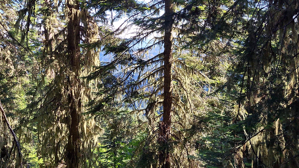 Douglas Fir trees with Oregon Bearded Lichen hanging from the branches.
