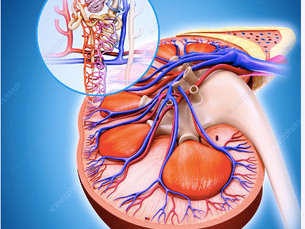 The Nephron: Exploring its Function within the Urinary System