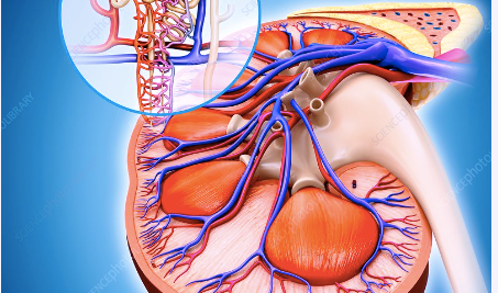 The Nephron: Exploring its Function within the Urinary System