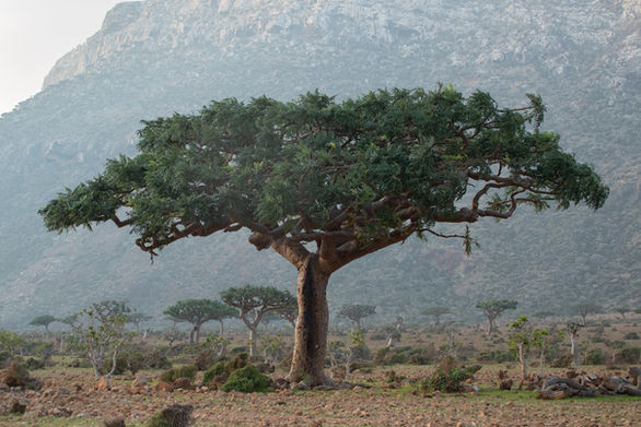 22nature_small-1-6.jpg