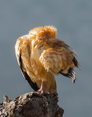 soc resize-4.jpg