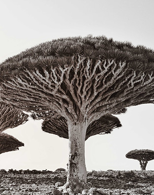 Dragon's_Blood_Trees,_Socotra_Is._(22903