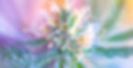 Background_Cannabis_Bluete_lila.jpg