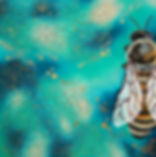 Original Painting - "Tamaira"