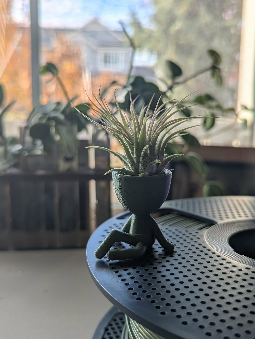 airplant3