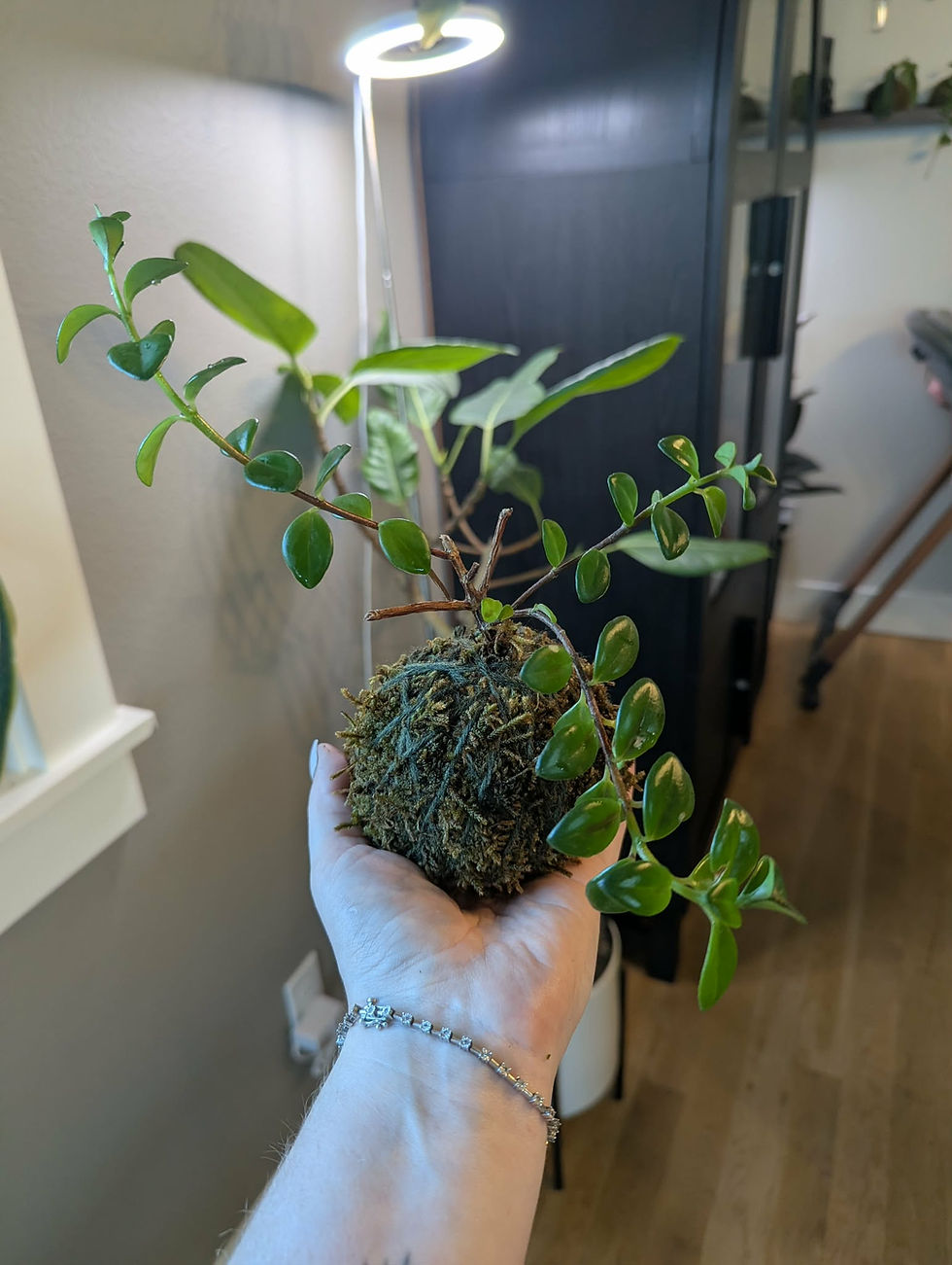 kokedama15