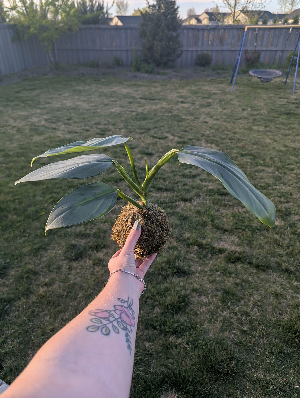 kokedama28